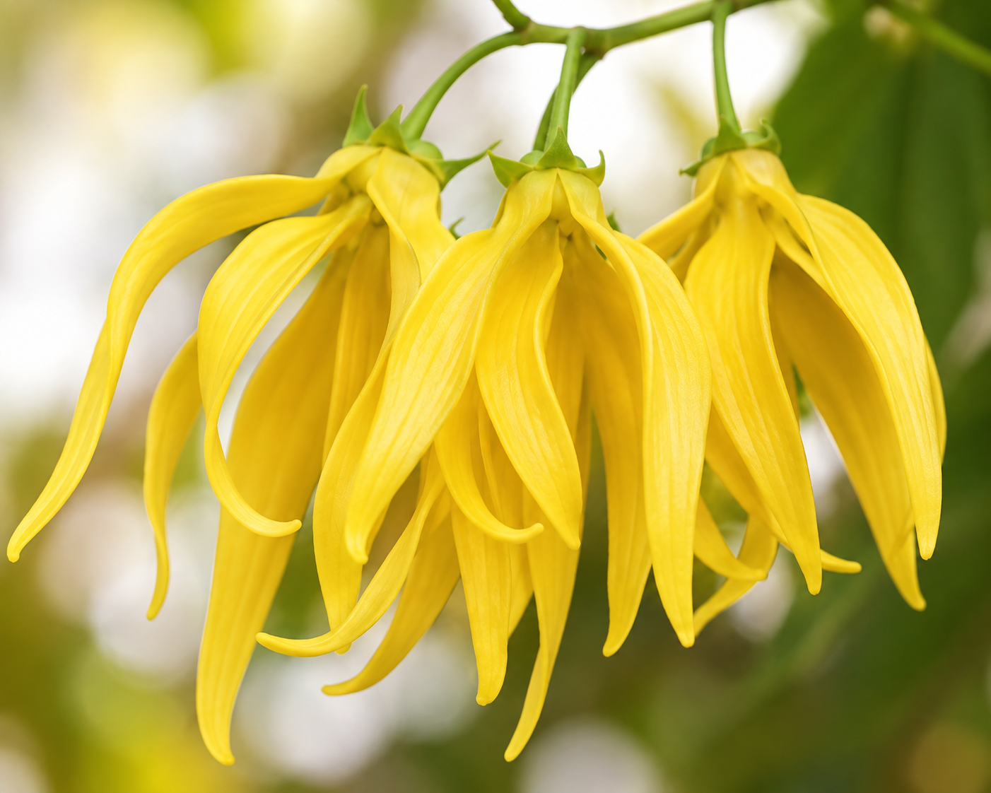 Ylang Ylang