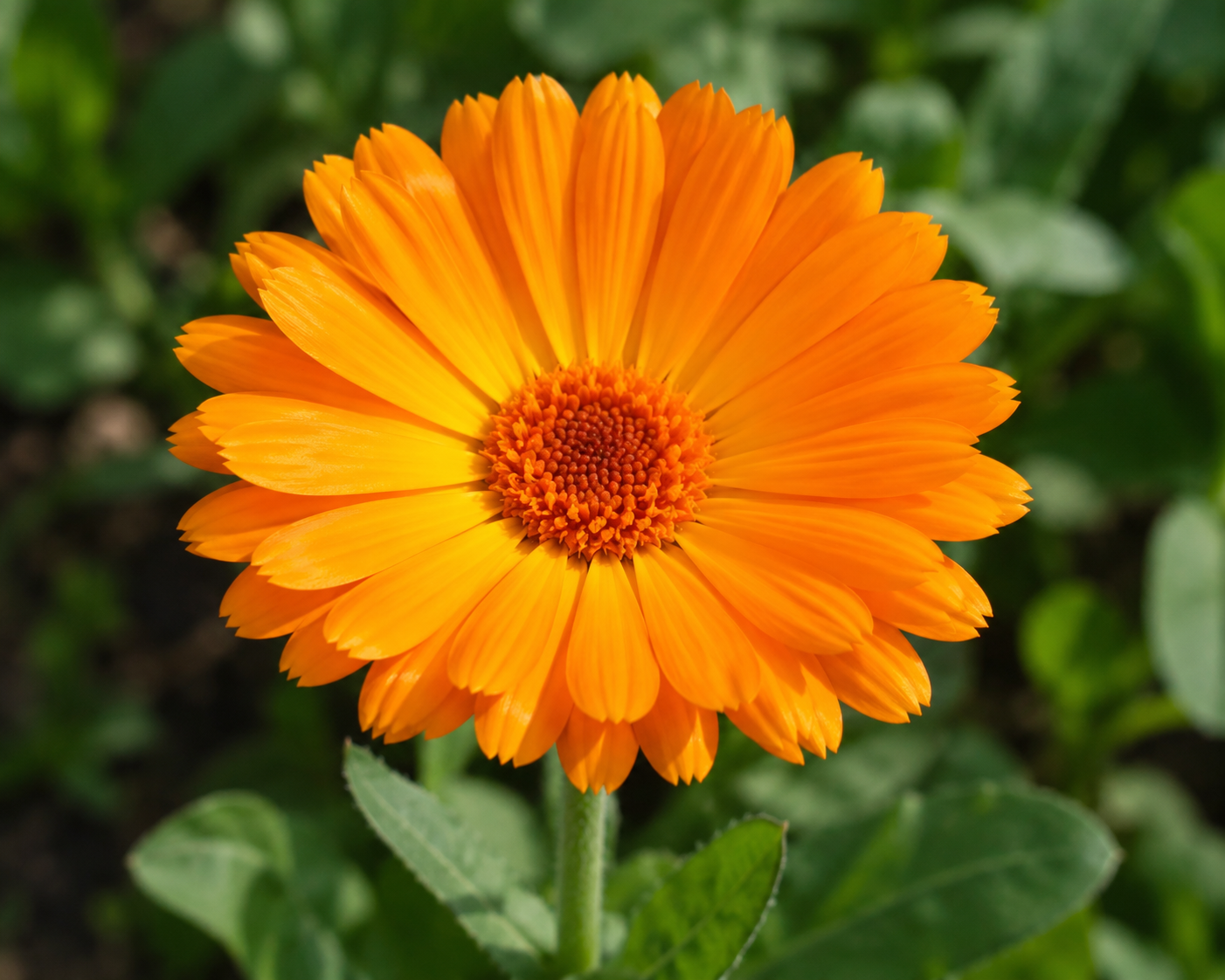 Calendula