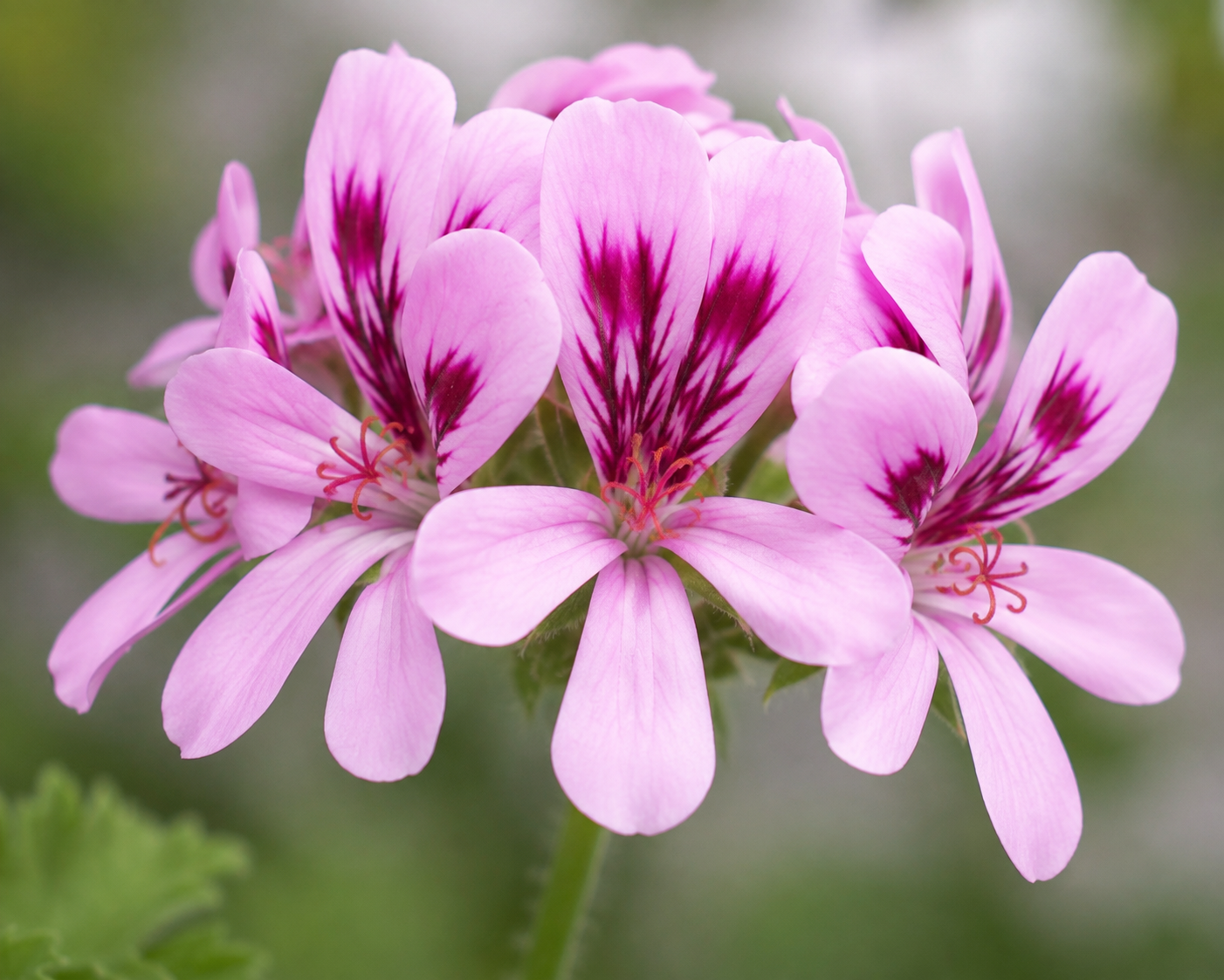 Rose Geranium