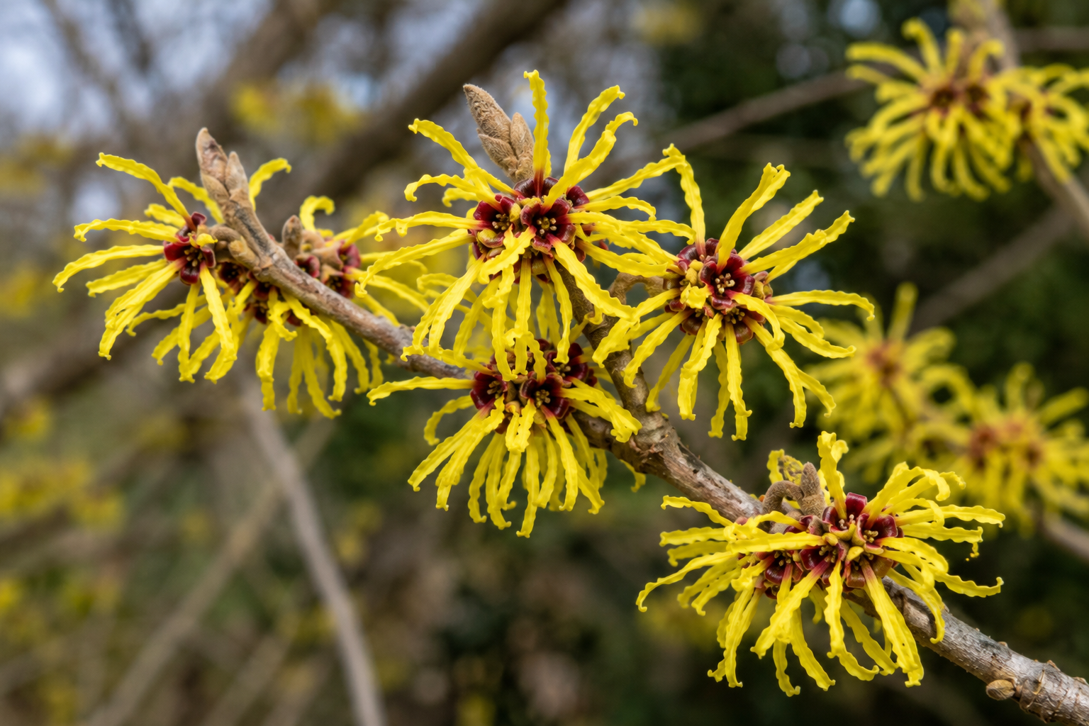 Witch Hazel