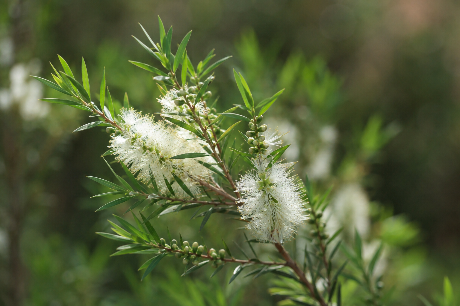 Tea Tree