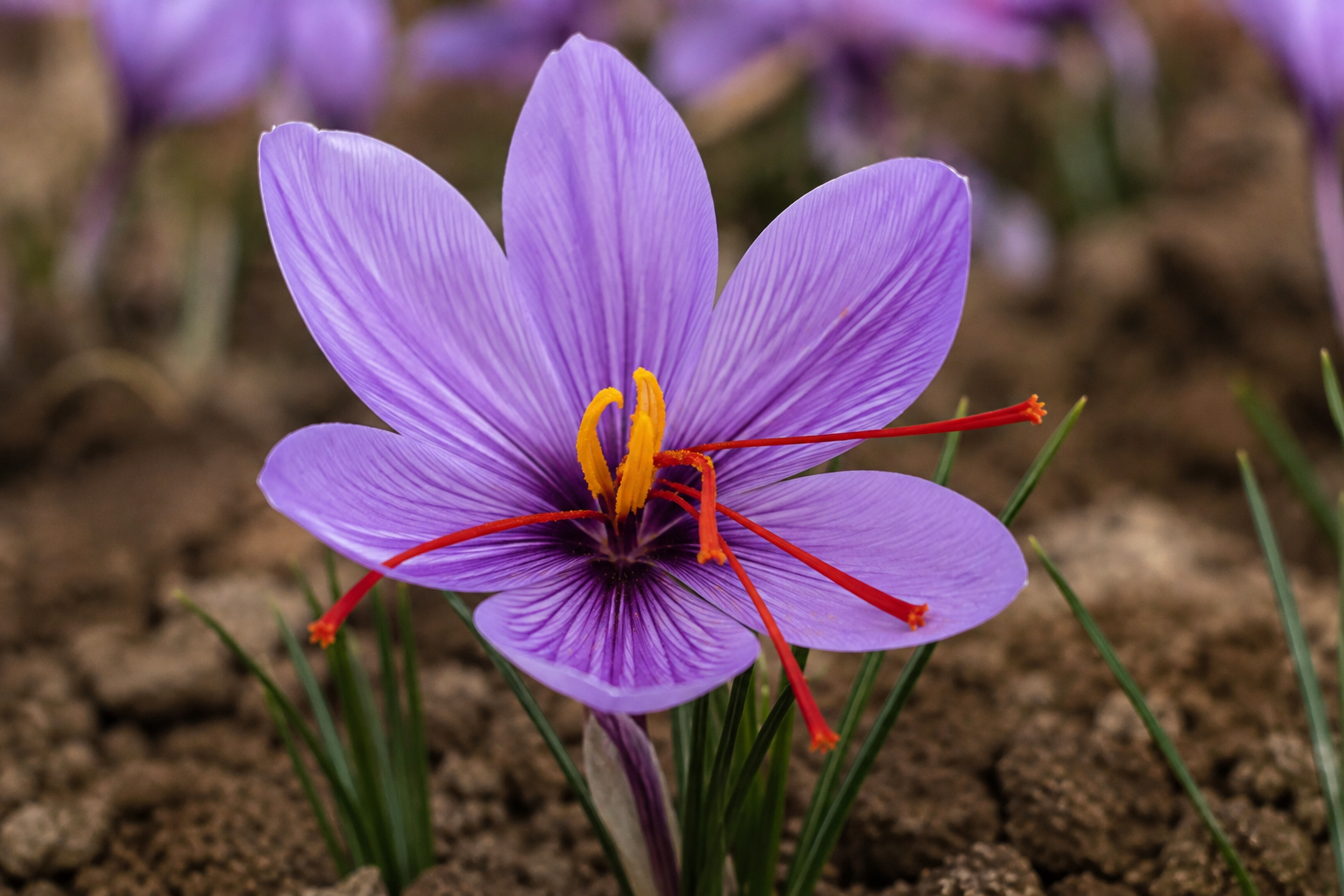Saffron Petals