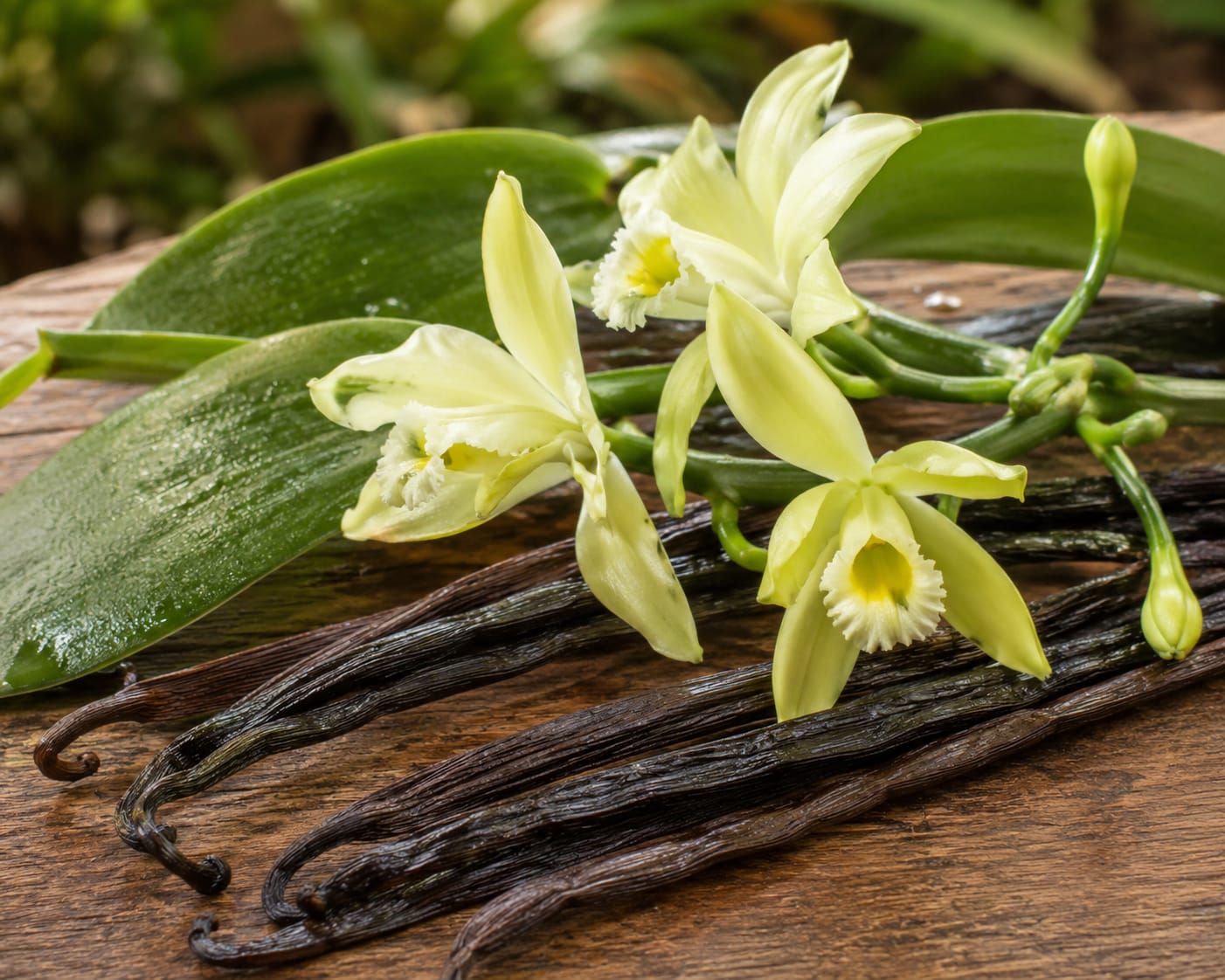 Vanilla
