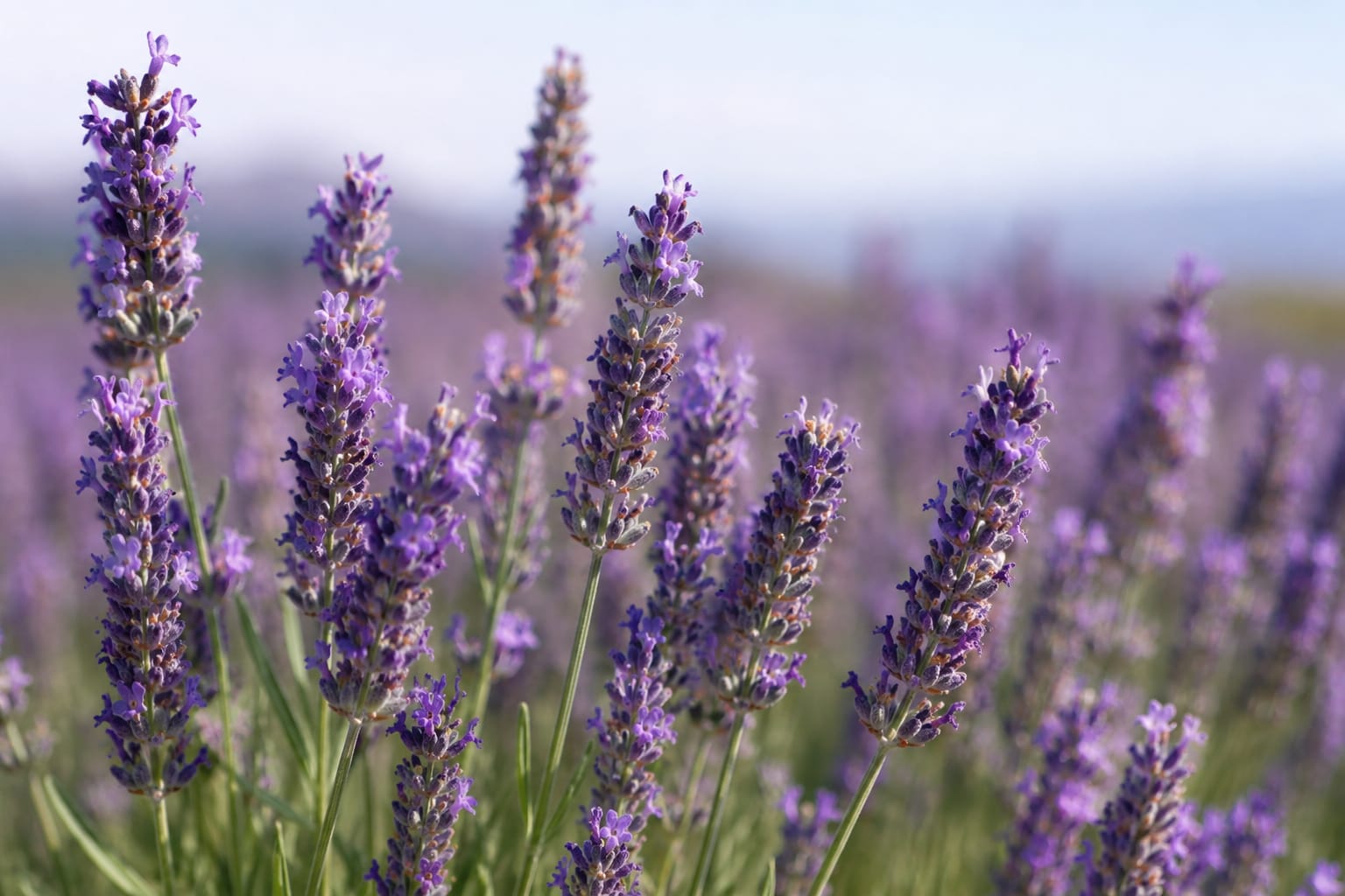 English Lavender
